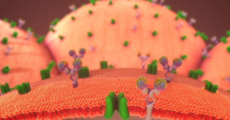 Ion channels of anatomy to show how body regulates