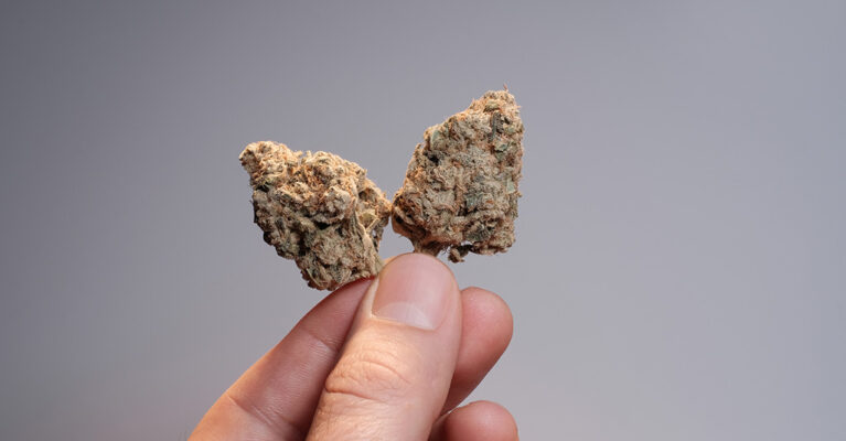 Cannabis flowers held in fingertips