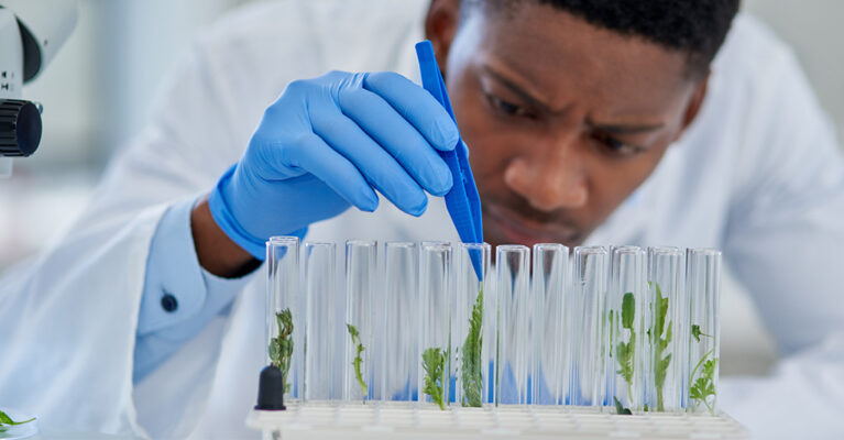 scientist checking and testing different cannabis in test tubes