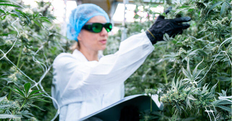 Person inspecting cannabis plants indoors.