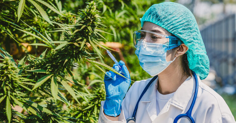 Scientist examining cannabis plants outdoors.